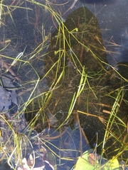Potamogeton hillii