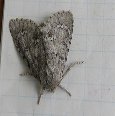 Acronicta americana
