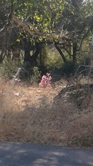 Adenium multiflorum