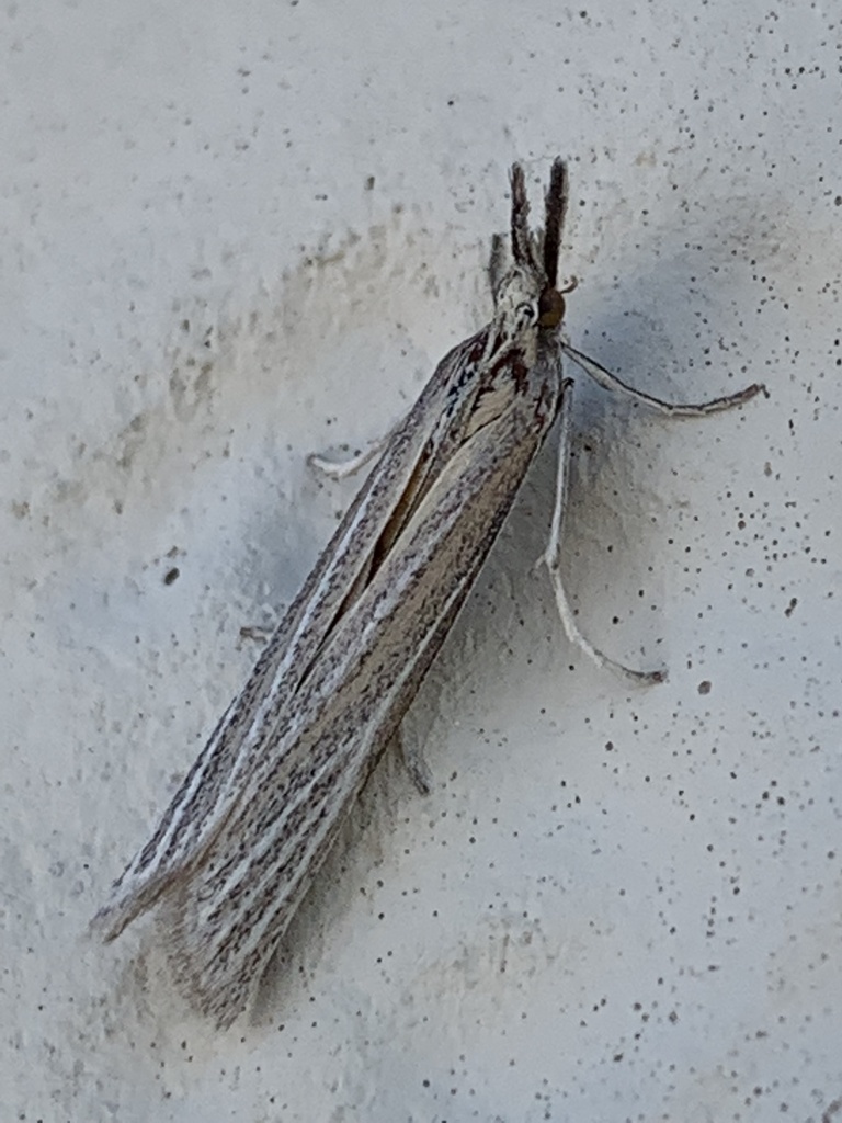 Thaumatopsis magnificus