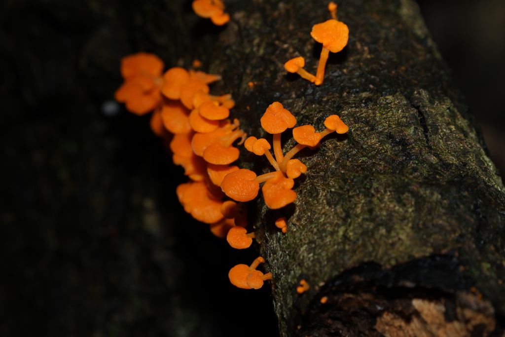 Favolaschia claudopus · March 2025 · photo: © gregtasney (iNaturalist, cc-by-sa)