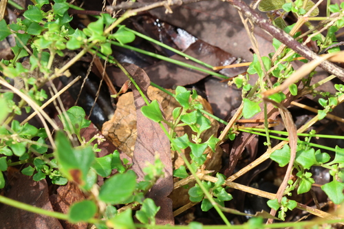 Image of Chenopodium robertianum by (c) Greg Tasney, some rights reserved (CC BY-SA)