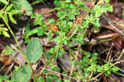 Image of Chenopodium robertianum by (c) Greg Tasney, some rights reserved (CC BY-SA)