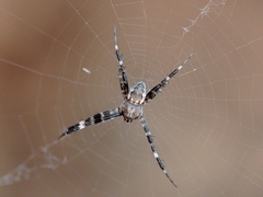 Argiope mascordi