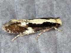 Monopis dorsistrigella