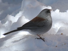 Junco hyemalis caniceps