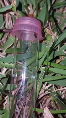 Camponotus snellingi