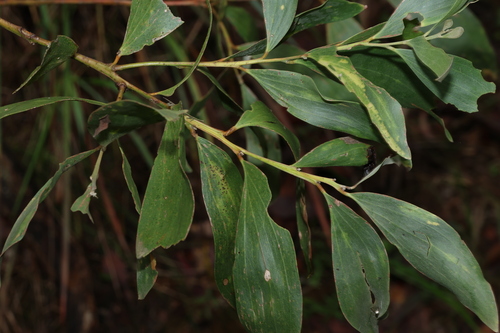 Image of Acacia leiocalyx by (c) Greg Tasney, some rights reserved (CC BY-SA)