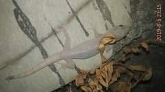Hemidactylus frenatus