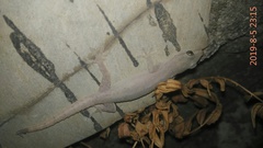 Hemidactylus frenatus