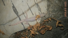 Hemidactylus frenatus