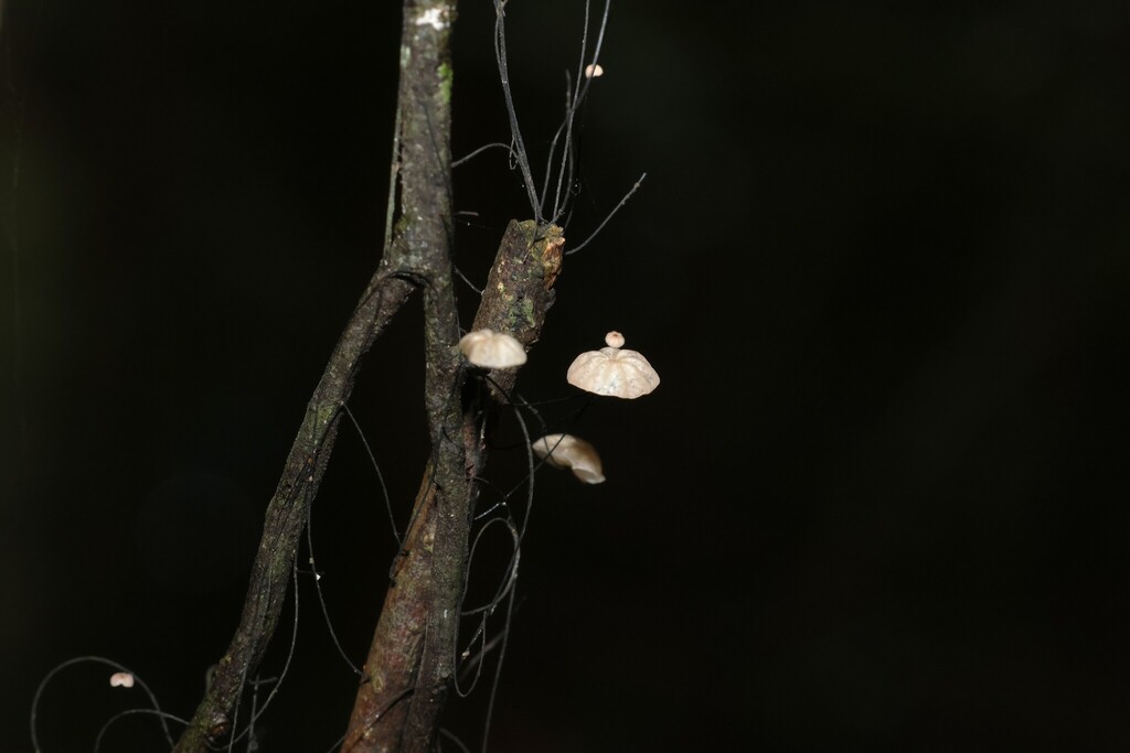 Marasmius crinis-equi · March 2025 · photo: © gregtasney (iNaturalist, cc-by-sa)