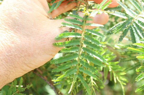 Image of Acacia irrorata by (c) Greg Tasney, some rights reserved (CC BY-SA)