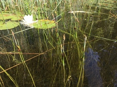 Schoenoplectus subterminalis