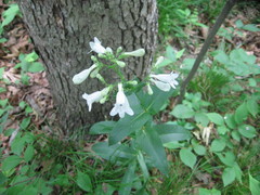 Penstemon digitalis