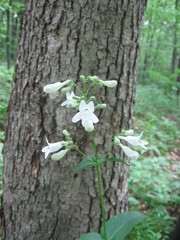 Penstemon digitalis
