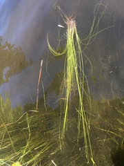 Schoenoplectus subterminalis