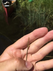 Schoenoplectus subterminalis