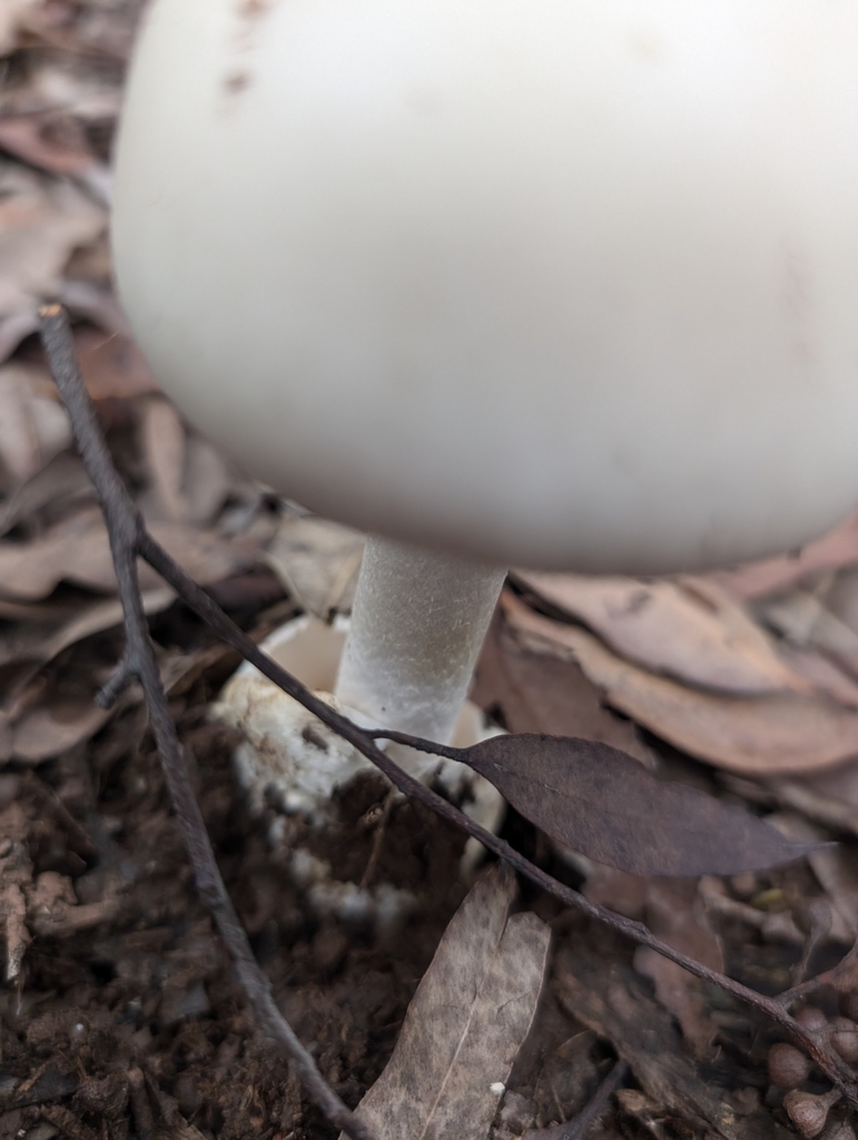 Amanita egregia · March 2025 · photo: © lewispeach (iNaturalist, CC)