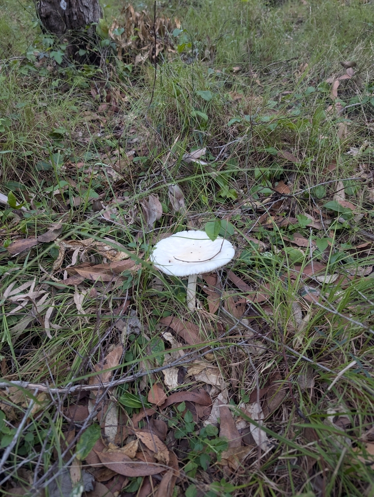 Amanita egregia · March 2025 · photo: © lewispeach (iNaturalist, CC)