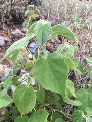 Abutilon abutiloides