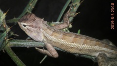 Calotes versicolor