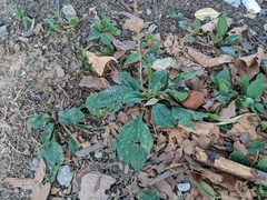 Plantago major