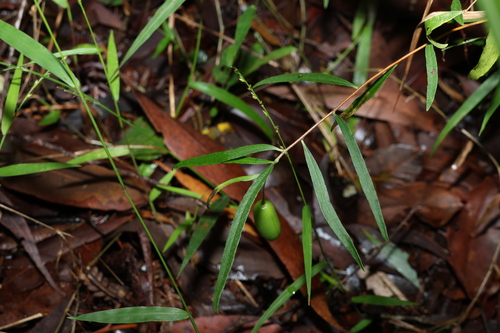 Billardiera rubens (Billardiera rubens)