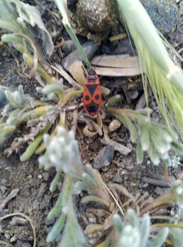 European Firebug