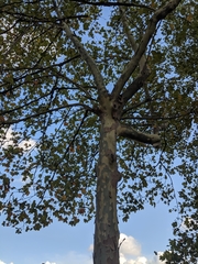 Platanus occidentalis