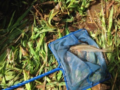 Richardsonius balteatus