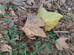 Platanus occidentalis