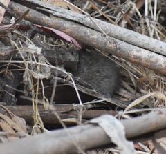 Microtus californicus