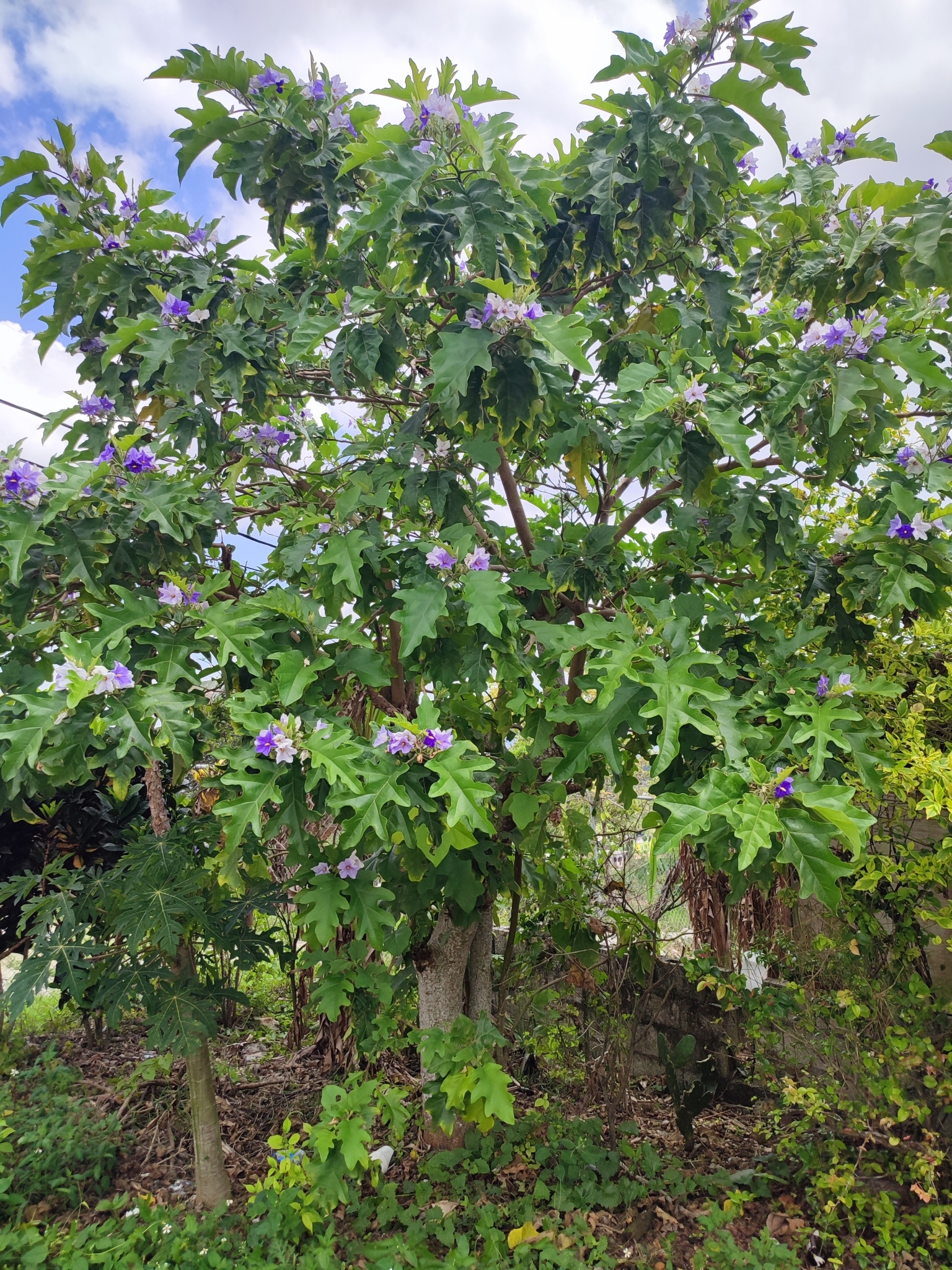 Imagem de Falsa-jurubeba
