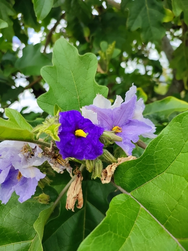 Foto de Falsa-jurubeba