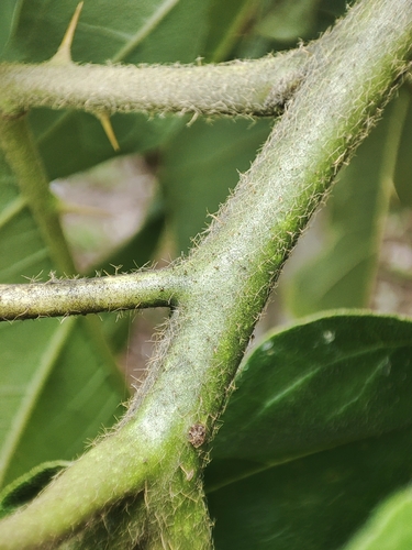 blue potato tree