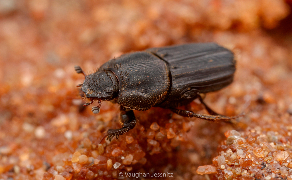 Eodrepanus