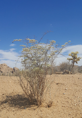 Eriogonum plumatella