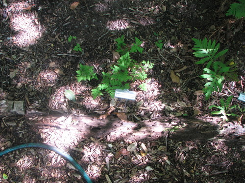 Gymnocarpium X brittonianum