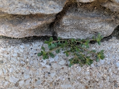 Portulaca oleracea