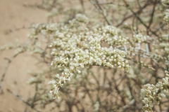 Eriogonum plumatella