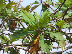 Bocconia arborea