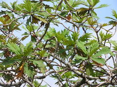 Bocconia arborea