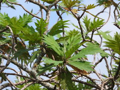 Bocconia arborea