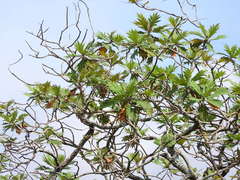 Bocconia arborea
