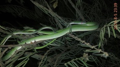 Ahaetulla mycterizans