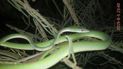 Ahaetulla mycterizans