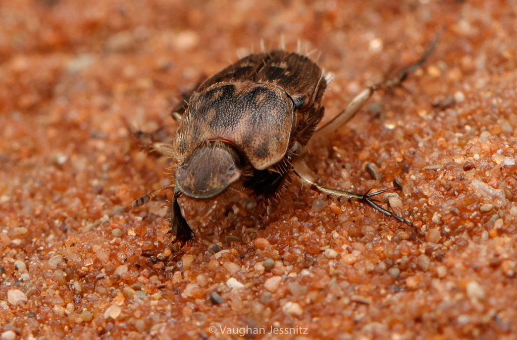 Tiniocellus eurypygus