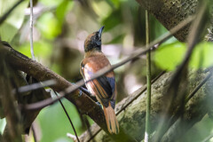 Chuuk Monarch photo 2