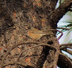 Junco hyemalis mearnsi